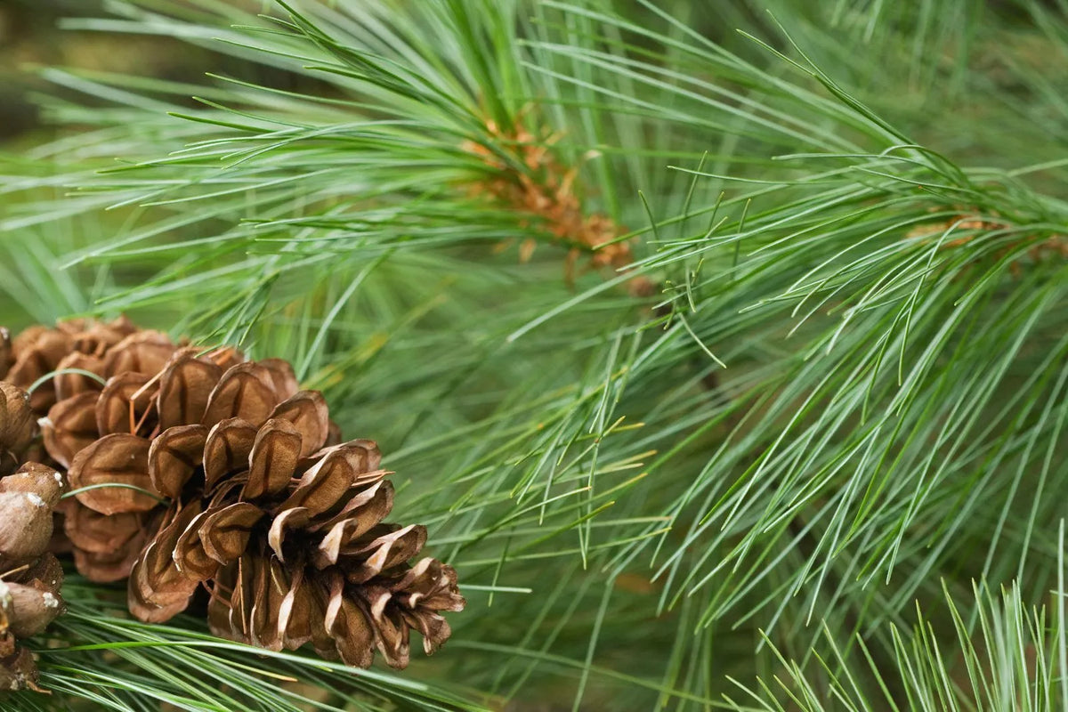 White Pine Tree Live Plant 12+ Inches Bare Root Pinus Strobus - Lush Green Needles, Easy Care for Gardens