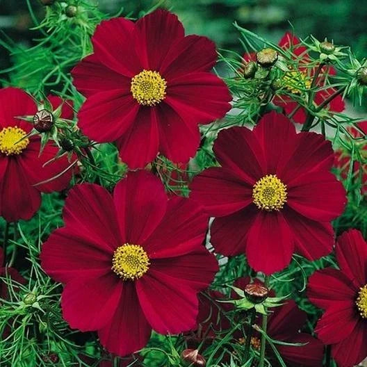 Cosmos Seeds - 50 Non-GMO Versailles Tetra Red Flower Seeds - Cosmos bipinnatus - Attracts Pollinators & Butterflies