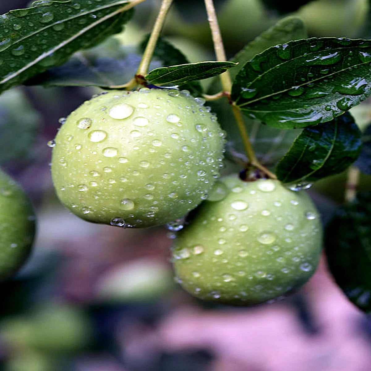 Jojoba Tree Seeds - 10 Pack Rare Simmondsia chinensis - Medicinal Oil, Drought-Tolerant Goat Nut Plant Seeds