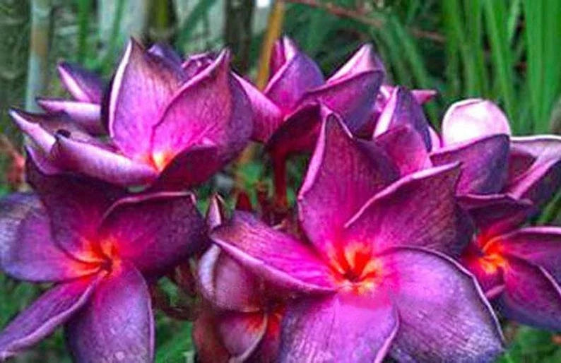 Plumeria Seeds - 5 Bright Purple Pink Flower Seeds - Frangipani (Plumeria spp.) - Perennial Tropical Plant