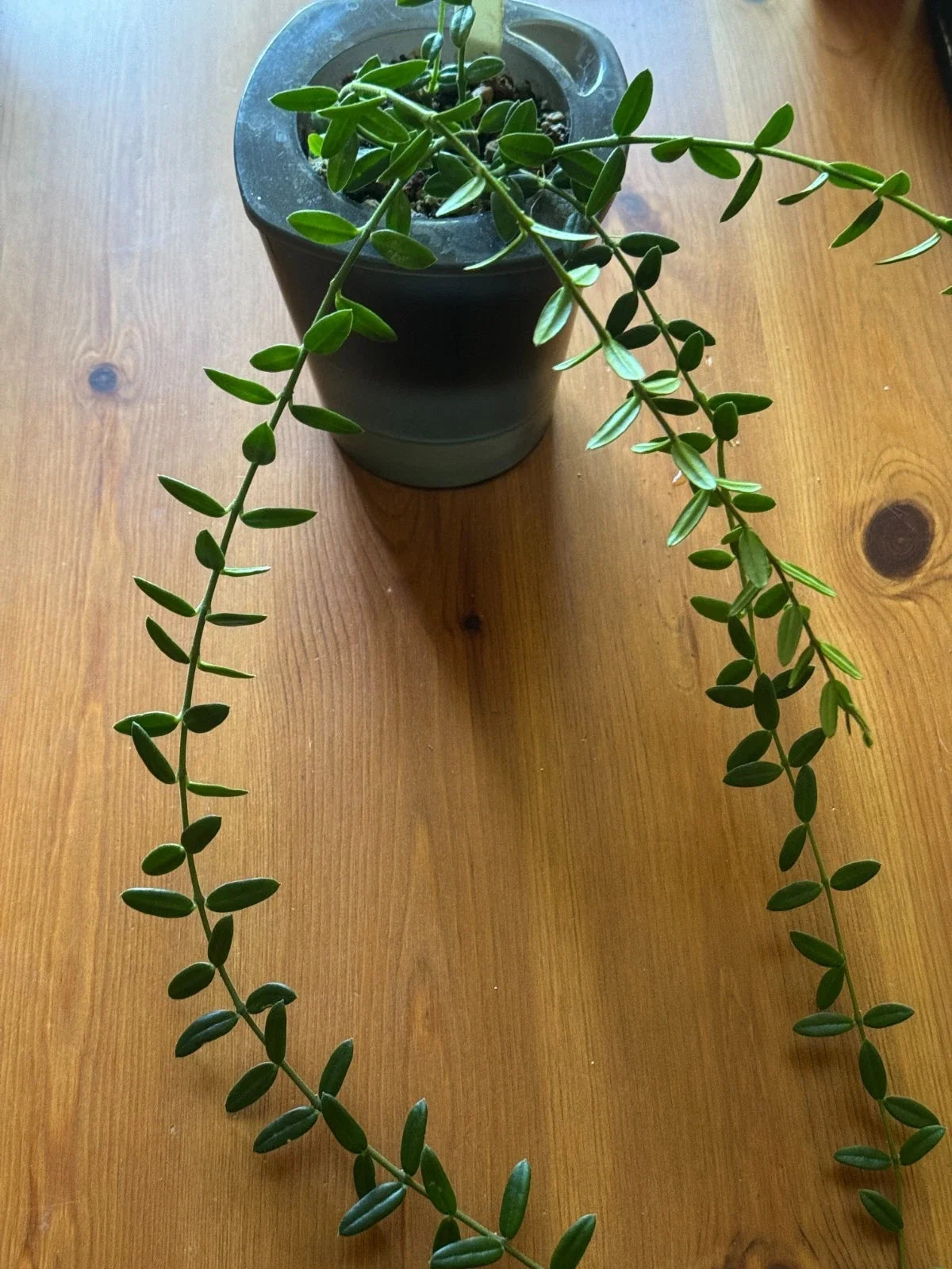 Hoya Engleriana Cutting - 4 Nodes - Rare Tropical Houseplant - Hoya Carnosa - Easy Care Indoor Plant - Healthy Propagation