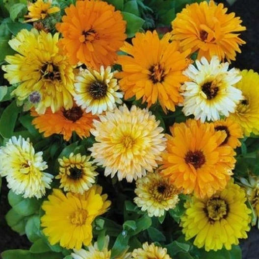 Calendula Seeds 100 Count - Fiesta Gitana Dwarf Mix - Heirloom Edible Marigold Flowers - Calendula officinalis