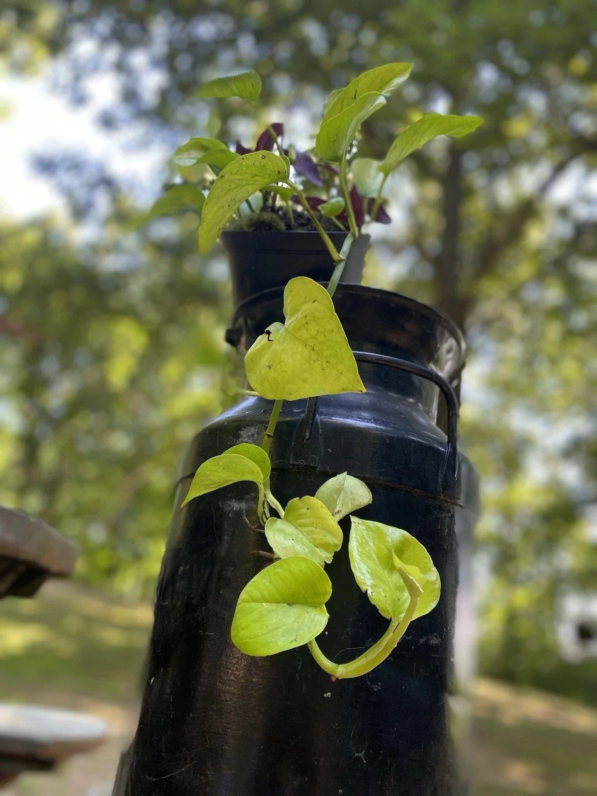 Pothos Neon Rooted Cutting - 6-8 Inches - Vibrant Green - Epipremnum aureum - 100% Organic & Chemical-Free Live Plant
