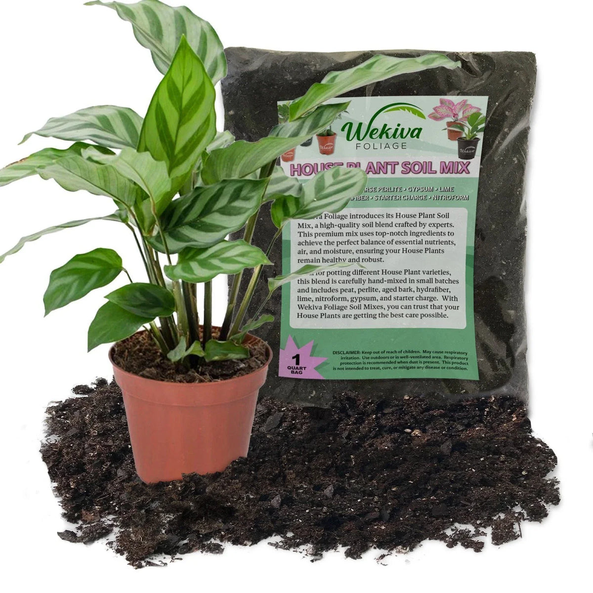 Calathea Freddie Plant Combo - 4 Inch Live Plant with Soil Mix - Calathea lancifolia - Unique Leaf Patterns for Indoor Decor