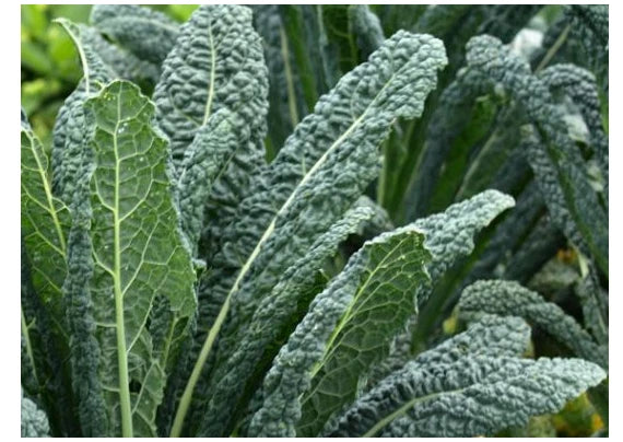 Dinosaur Kale Seeds - Lacinato Variety - Heirloom Black Tuscany - Brassica oleracea var. sabellica - 200 to 3200 Seeds