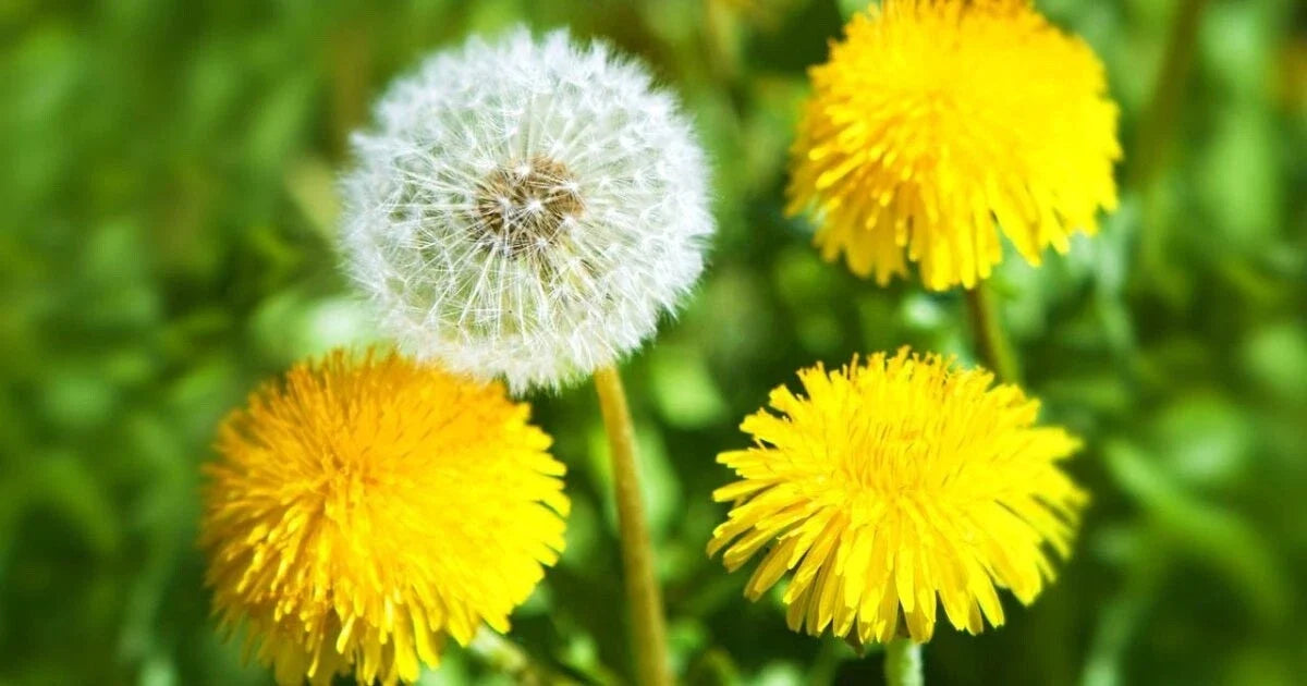 Dandelion Seeds Bulk Pack 500+ Organic Wildflower Taraxacum officinale Non-GMO Gardening Supplies