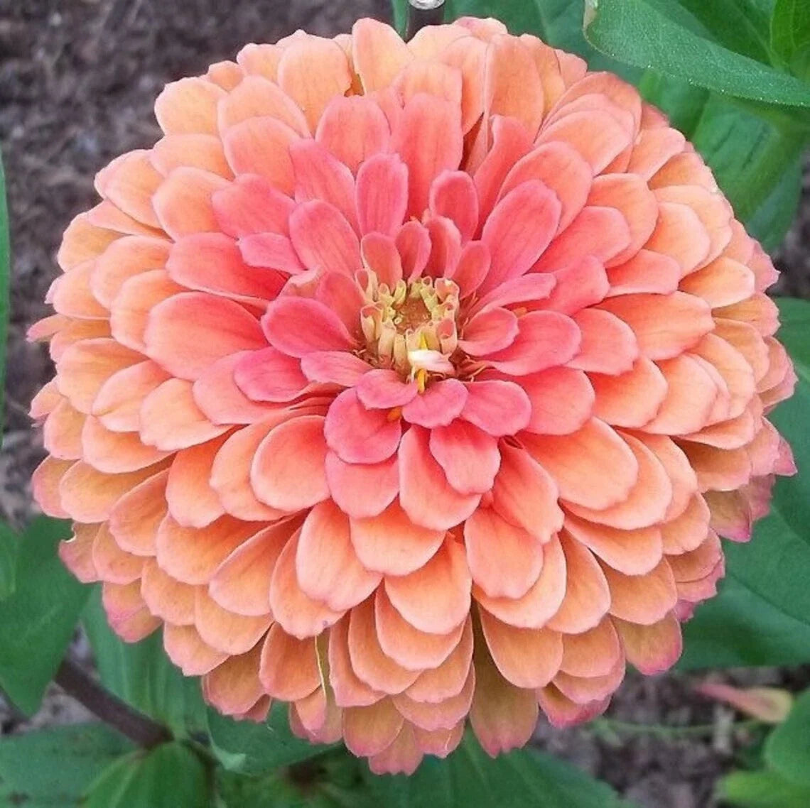 25 Salmon Rose Dahlia Seeds | Perennial Flowering Blooms | Dahlia pinnata | Non-GMO, Attracts Pollinators, Easy to Grow