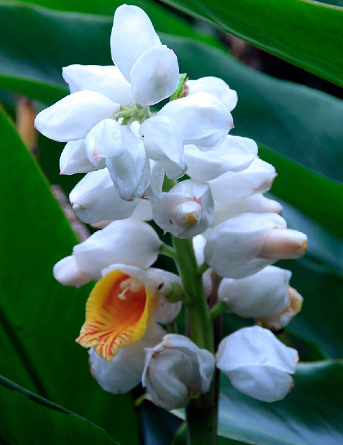 Malacca Ginger Seeds - Organic Pack of 5 - Alpinia malaccensis - Rare Culinary Herb