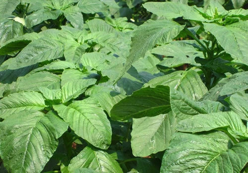 Amaranth Seeds - 300 Count - Green & Red Varieties - Amaranthus spp. - Non-GMO Chinese Spinach for Edible Gardens