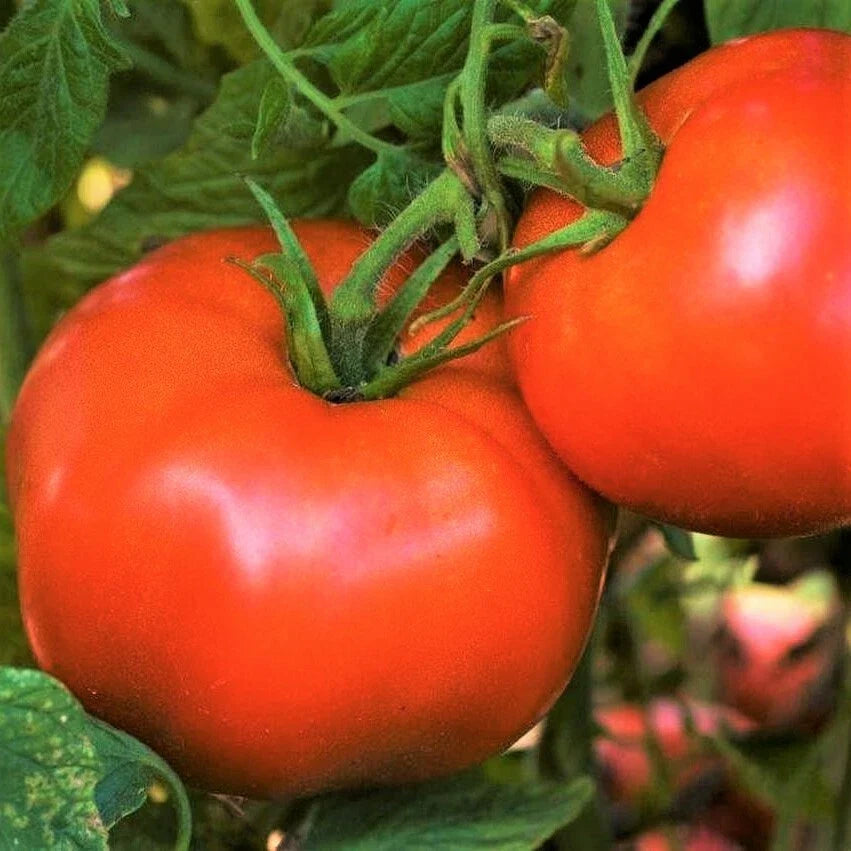 Rutgers Tomato Seeds | Heirloom Variety | Best Flavor | Solanum lycopersicum | Non-GMO Seed Packet (Approx. 25 Seeds)