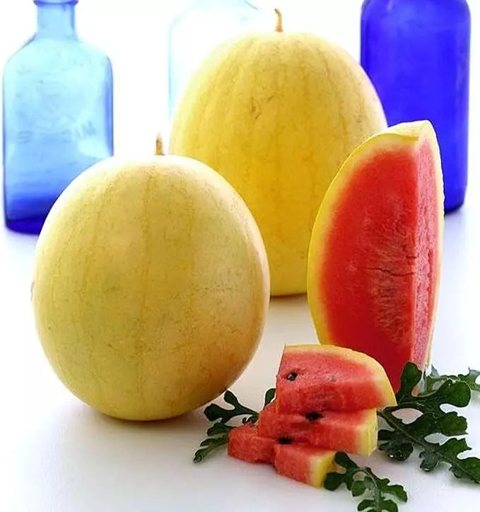 Golden Midget Watermelon Seeds - 24 Organic Heirloom Seeds - Citrullus lanatus - Non-GMO Mini Watermelon Gardening
