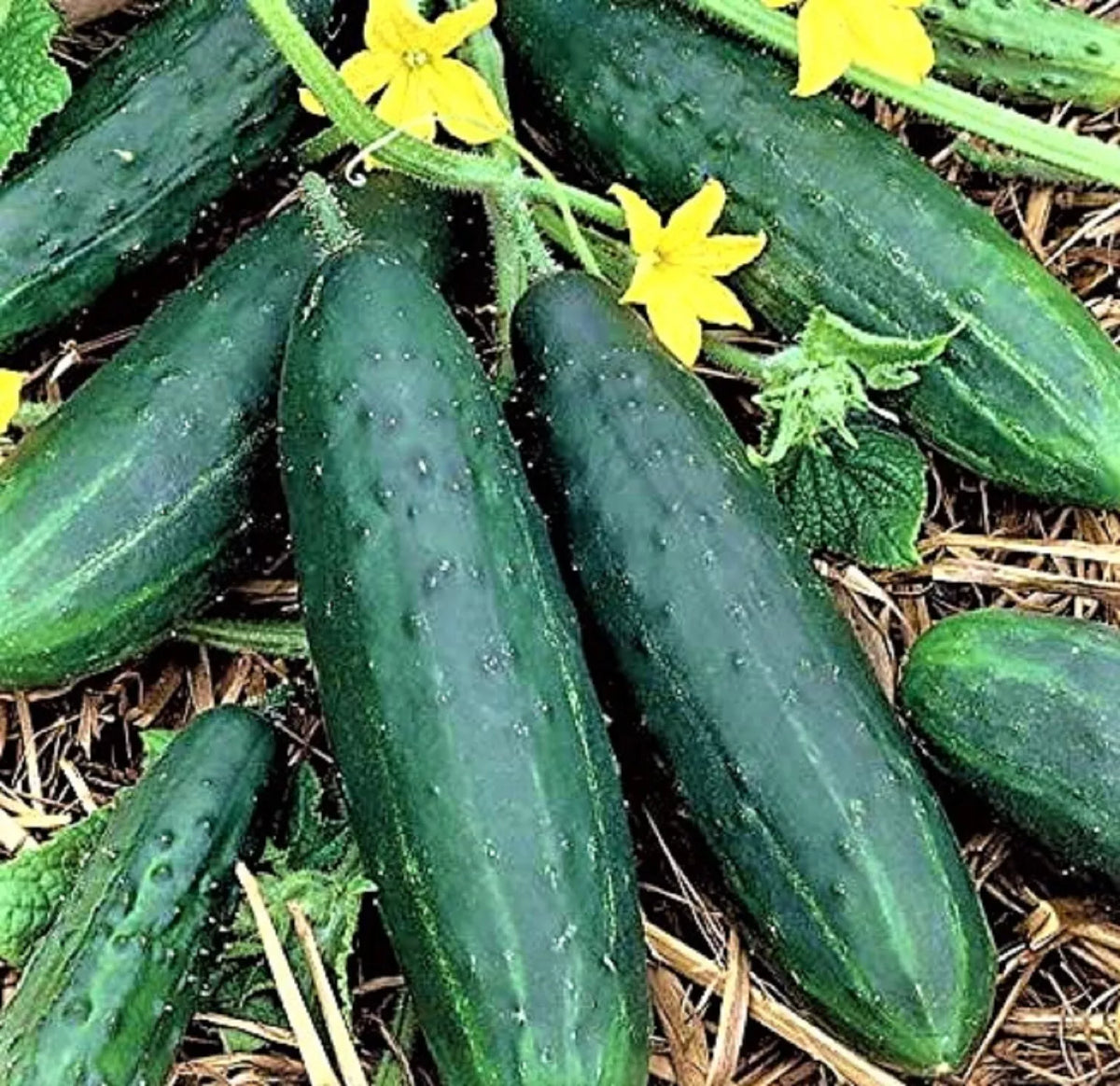Spacemaster 80 Cucumber Seeds - 60+ Non-GMO Seeds for Container Gardening - Cucumis sativus - Compact & High-Yielding Variety