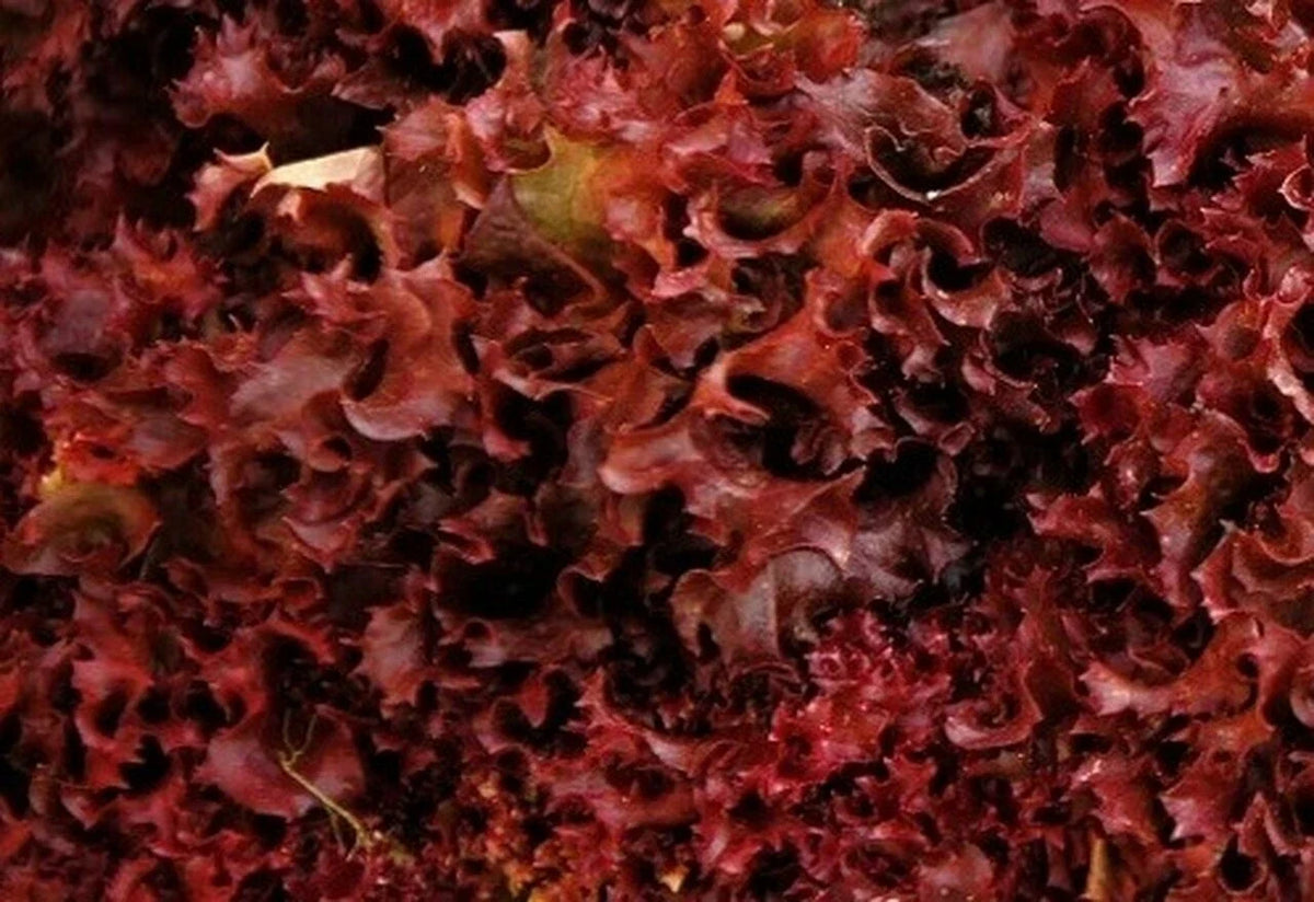 Ruby Red Lettuce Seeds - Heirloom Non-GMO - 600+ Count - Lactuca sativa - Vegetable Garden Seeds for Home Garden