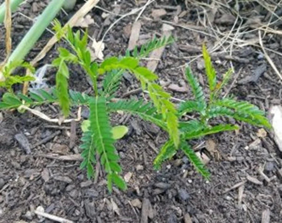 Live Thornless Honey Locust Tree - Well-Rooted Native Plant - Gleditsia Triacanthos - Drought-Resistant Shade Tree