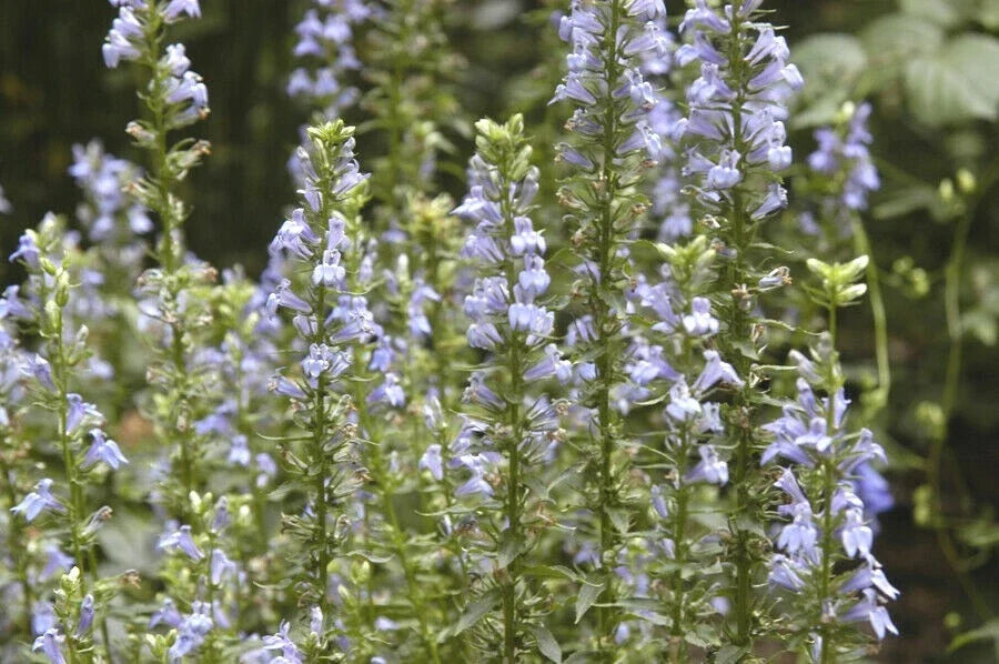 Great Blue Lobelia Seeds - 300+ Count - Native Wildflower for Shade - Lobelia siphilitica - Perfect for Poor Soils & Pollinators