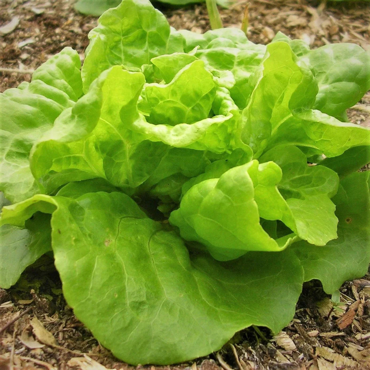 Tom Thumb Butterhead Lettuce Seeds - Organic Heirloom, Lactuca Sativa, 200 Seeds for Home Gardening and Containers