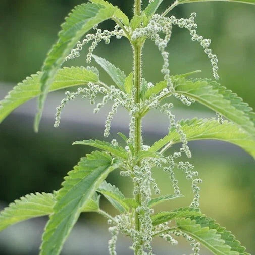 Bare Root Stinging Nettle Plants - 3 Organic Herbs for Tea & Medicinal Use - Urtica dioica - Herbal Garden Starter