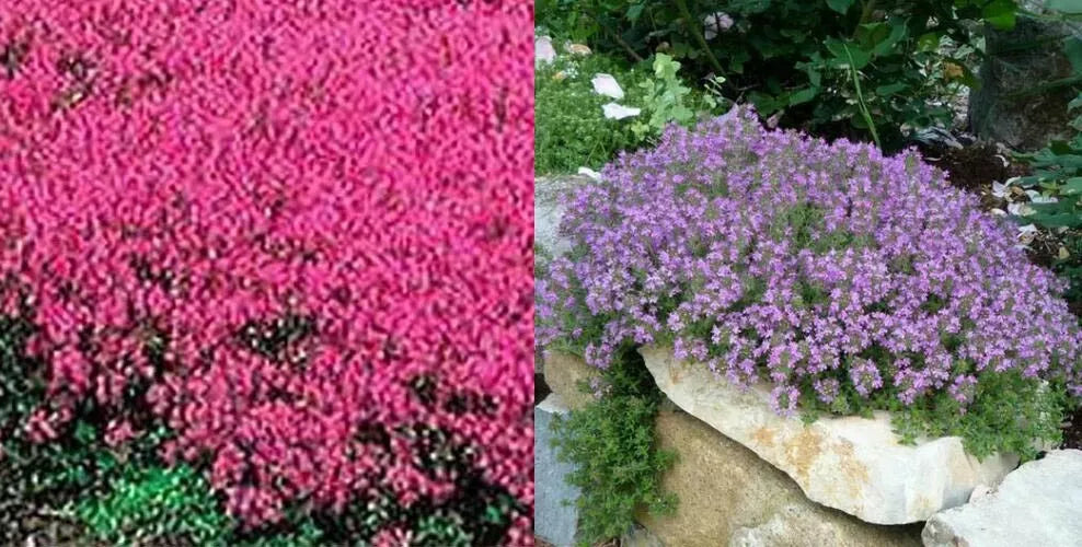 Creeping Thyme Seeds MIXED Red & Purple 500 Non-GMO Ground Cover Thymus serpyllum - Drought-Tolerant Perennial Plant
