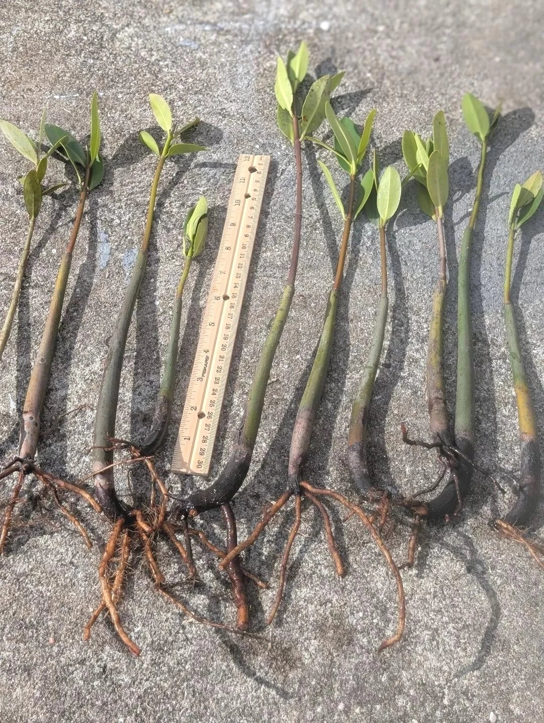 Live Red Mangrove Plants 5 Pack - Rooted with Leaves, Rhizophora mangle for Coastal Gardens & Aquascaping