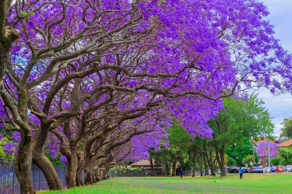 Blue Jacaranda Tree Seeds - 100 Count - Stunning Flowering - Jacaranda mimosifolia - Easy to Grow, Made in USA