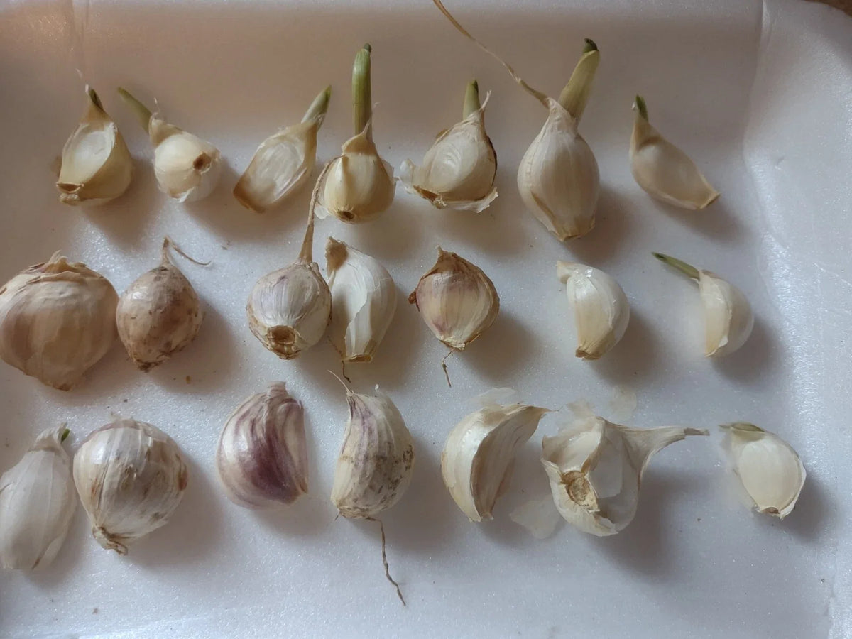 Organic Garlic Cloves Seeds for Planting - 20 Medium Cloves, Allium sativum, Heart-Healthy & Antioxidant-Rich