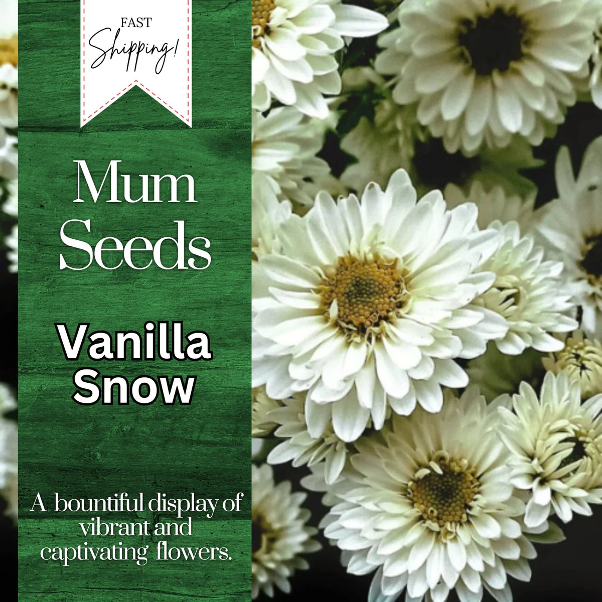 Vanilla Snow Mum Seeds | 200+ Chrysanthemum Seeds | White Annual Flowers | Chrysanthemum morifolium