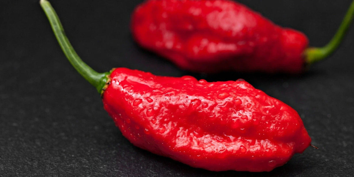 Ghost Pepper Seeds - Pack of 10 - Capsicum chinense - Fresh Hot Pepper Seeds for Gardening and Culinary Use
