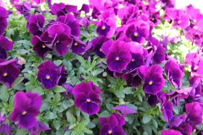 Hanging Pansy Seeds - 15 Pack Cool Wave Purple Trailing Pansy - Viola x wittrockiana - Vibrant Garden Flowers
