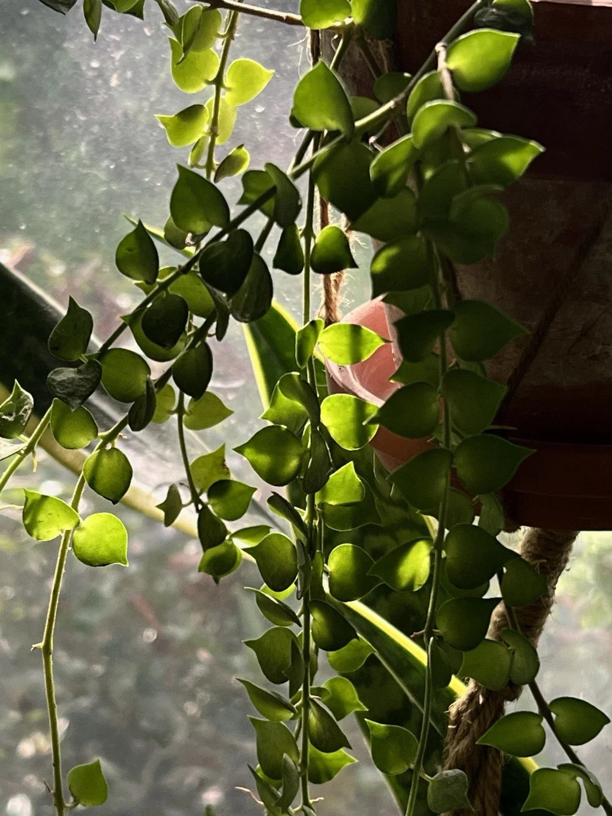 Dischidia Ruscifolia Cutting 4" Million Hearts Plant - Unique Trailing Houseplant for Home Decor