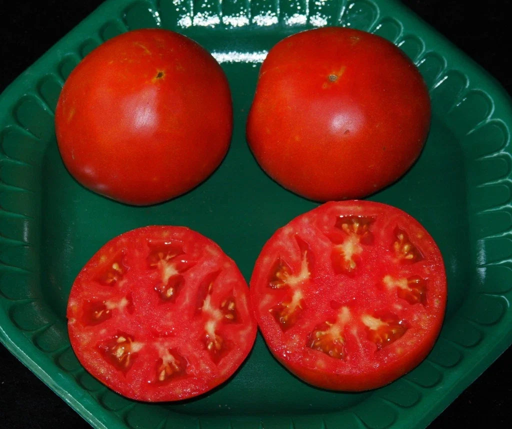 Celebrity Hybrid Tomato Seeds - Bulk 50 Pack - High-Yield Compact Plant - Solanum lycopersicum - Perfect for Small Gardens