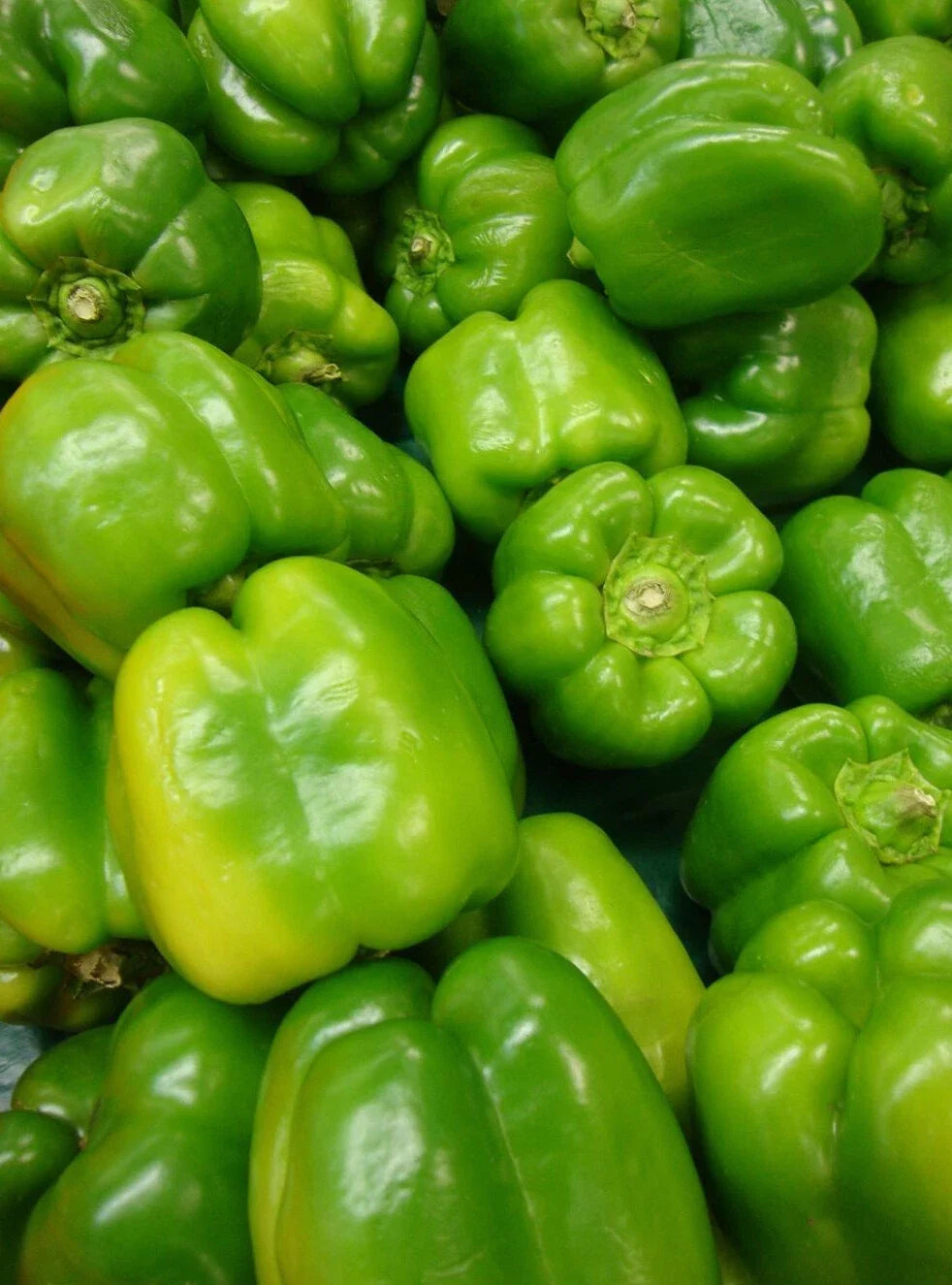 Yolo Wonder Pepper Seeds Pack of 50+ Non-GMO Sweet Bell Peppers (Capsicum annuum) for Vegetable Garden