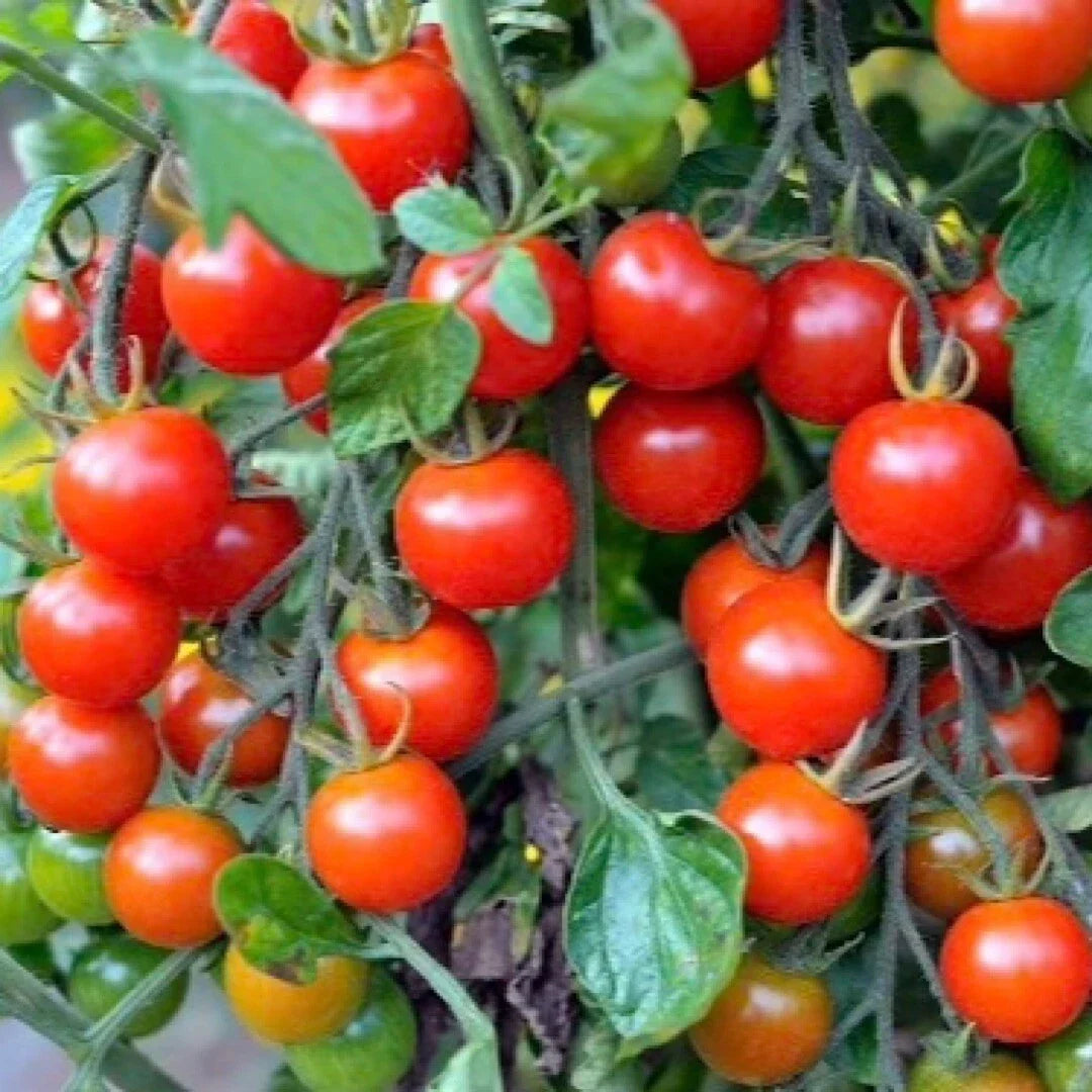 Tomato Seeds 100+ Small Red Cherry Variety Solanum lycopersicum Home Garden Seeds for Planting