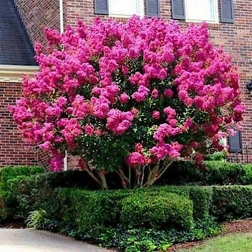 Crape Myrtle Tree Seeds - 50 Pack - Fast Lilac Flowers - Lagerstroemia Indica - Drought-Tolerant Ornamental Plant