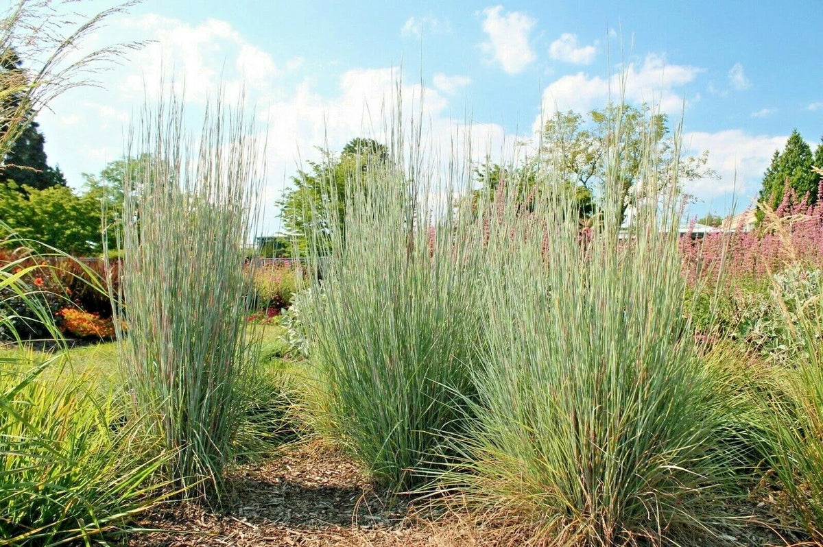 Big Bluestem Seeds - 500+ Drought Tolerant Prairie Grass Seeds - Andropogon gerardii - Native Ornamental Grass