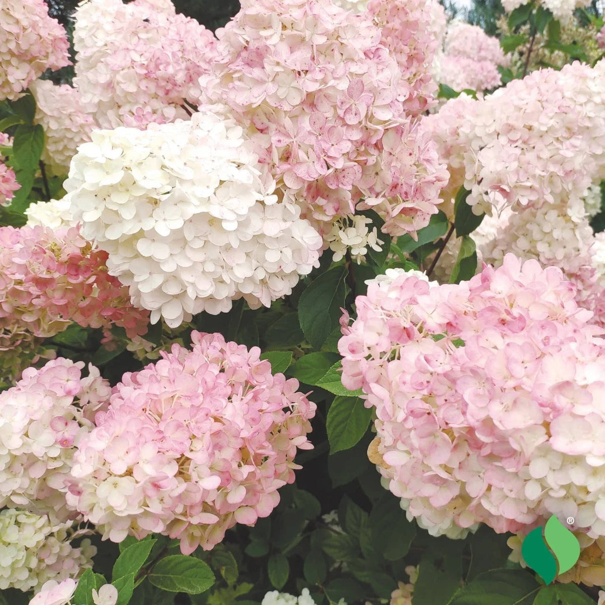 Hydrangea Rooted Plant - Pink PeeGee Variety - Flowering Shrub - Hydrangea paniculata - 3-Gallon Pot