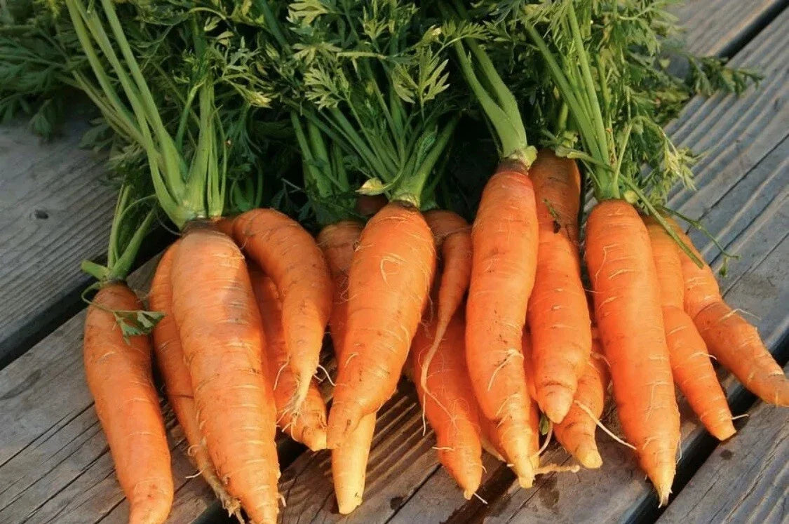 Organic Heirloom Carrot Seeds - 100 Count Danvers Half Long (Daucus carota) - Non-GMO Vegetable for Home Gardening