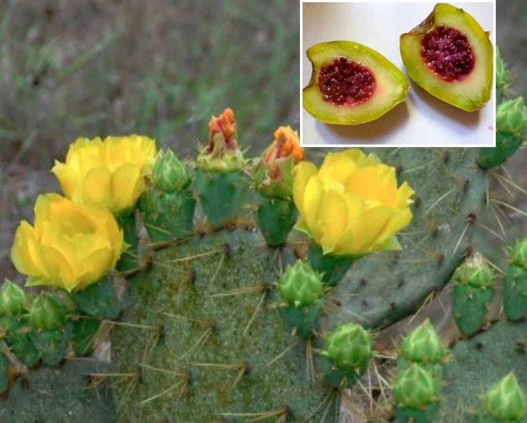 Xoconostle Cactus Seeds 20 - Sour Prickly Pear Nopal - Opuntia matudae - Organic USA - Rare Flavorful Fruit