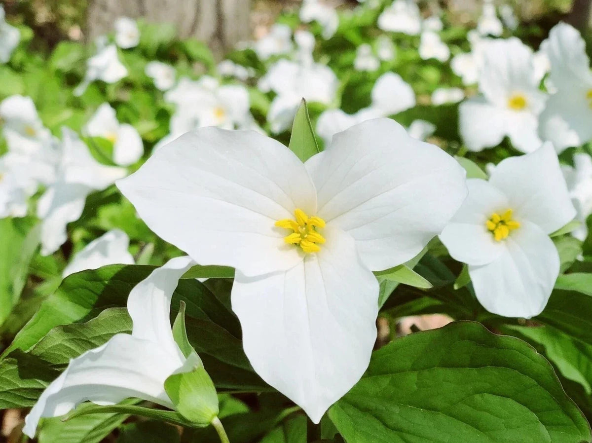 White Trillium Bulbs - 10 Bareroot Plants - Elegant White Flowers - Trillium grandiflorum - Hardy Zones 4-8
