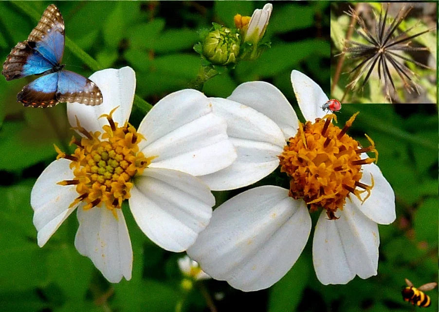Spanish Needle Seeds - 50+ Pack - Biden alba - Vibrant Yellow Flowers - Attracts Pollinators - Easy to Grow