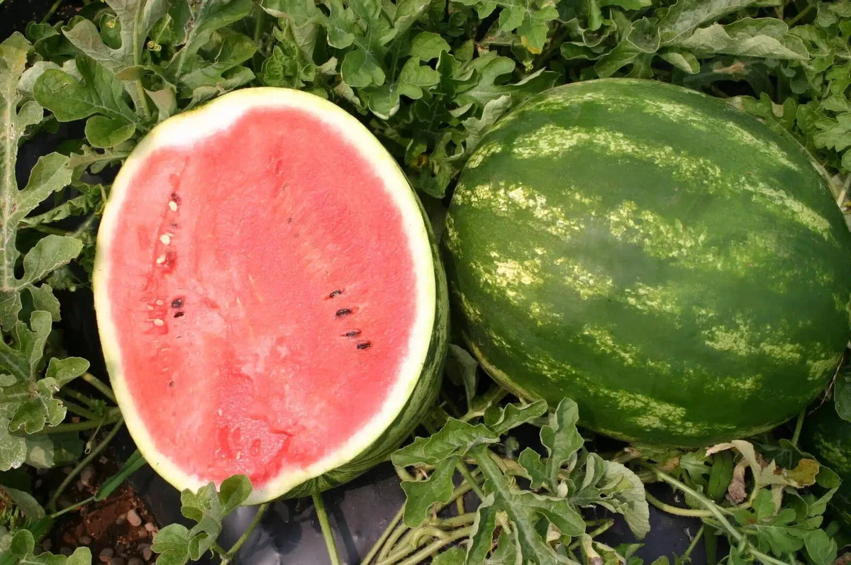 Top Gun Watermelon Seeds - 50+ Count - Citrullus lanatus - Non-GMO - Ideal for Garden Planting - USA Shipping Available