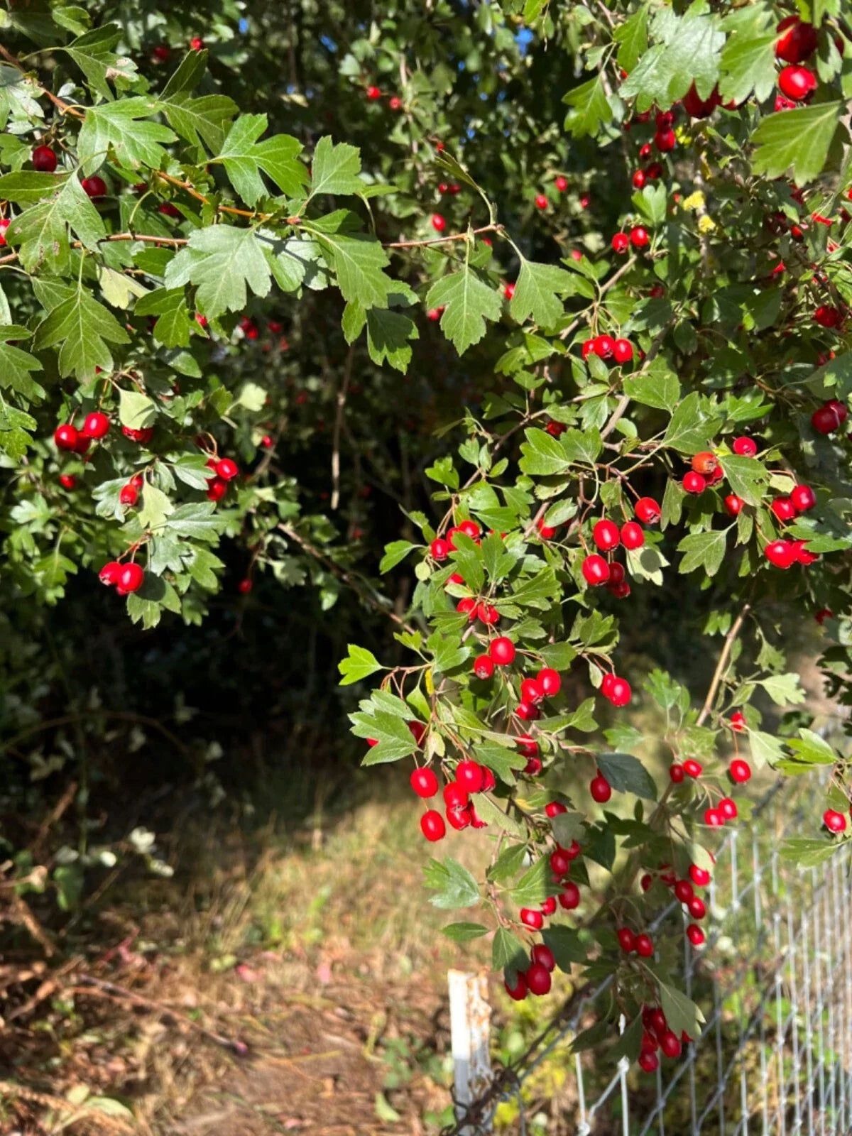 Wild Hawthorn Tree Seedling - Crataegus monogyna - Chinese Hawthorn Rootstock - Hardy, Low Maintenance, Wildlife Friendly