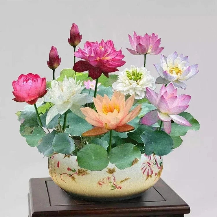 Mixed Color Lotus Flower Seeds - 15pcs, Nymphaea Species - Ideal for Indoor & Outdoor Ponds, Nelumbo nucifera