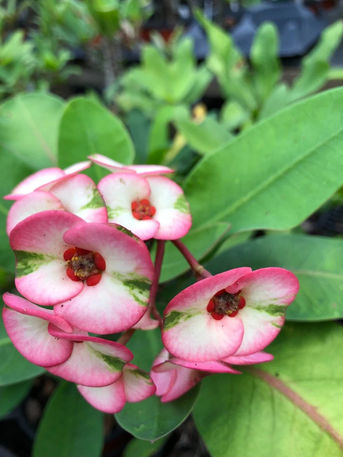 Thai Hybrid Crown of Thorns Cutting - Euphorbia milii - Multi-Color Blooms - Low Maintenance Indoor Succulent