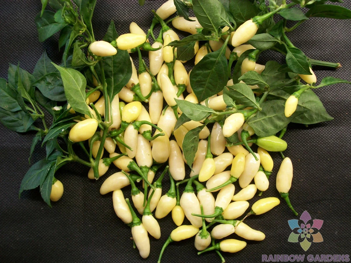 White Bullet Habanero Seeds - 25+ Pack - Capsicum chinense - Ideal for Garden Planting - Hot Pepper Seeds for Culinary Use