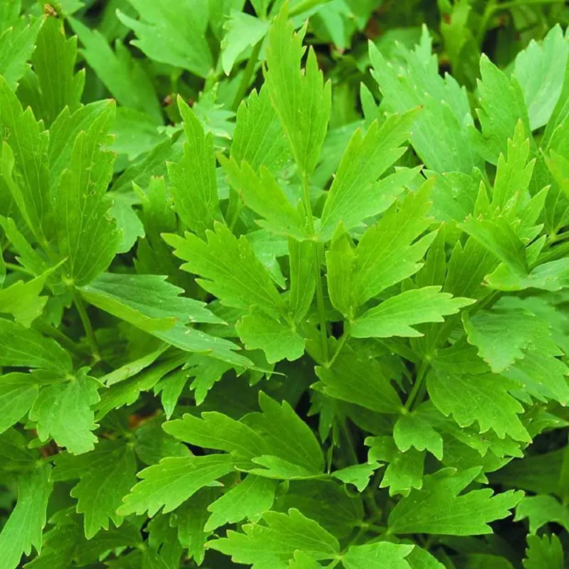 Lovage Seeds 200 Heirloom Non-GMO Perennial Herb - Levisticum officinale - Culinary Herb for Garden and Kitchen