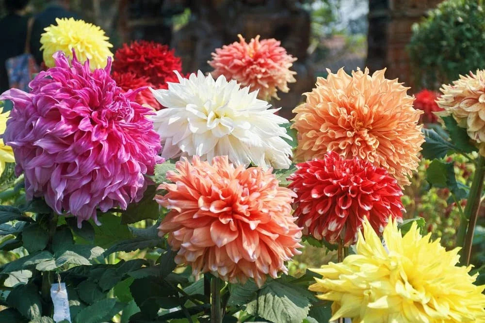 Dahlia Flower Seeds 30 Pack Showtime Showpiece - Dahlia pinnata, USA Grown, Colorful Garden Blooms, Easy to Grow, Non-GMO