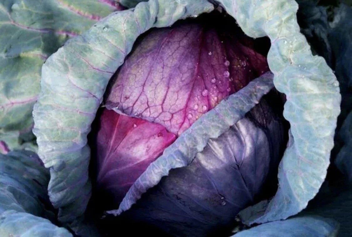 Red Acre Cabbage Seeds - 50 Organic Heirloom Non-GMO - Brassica oleracea - Easy to Grow Vegetable Seeds for Garden