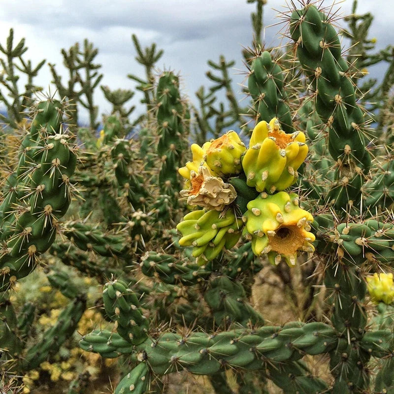 Tree Cholla Cuttings - Cylindropuntia imbricata - Drought-Tolerant Succulent for Xeriscaping and Indoor Gardens