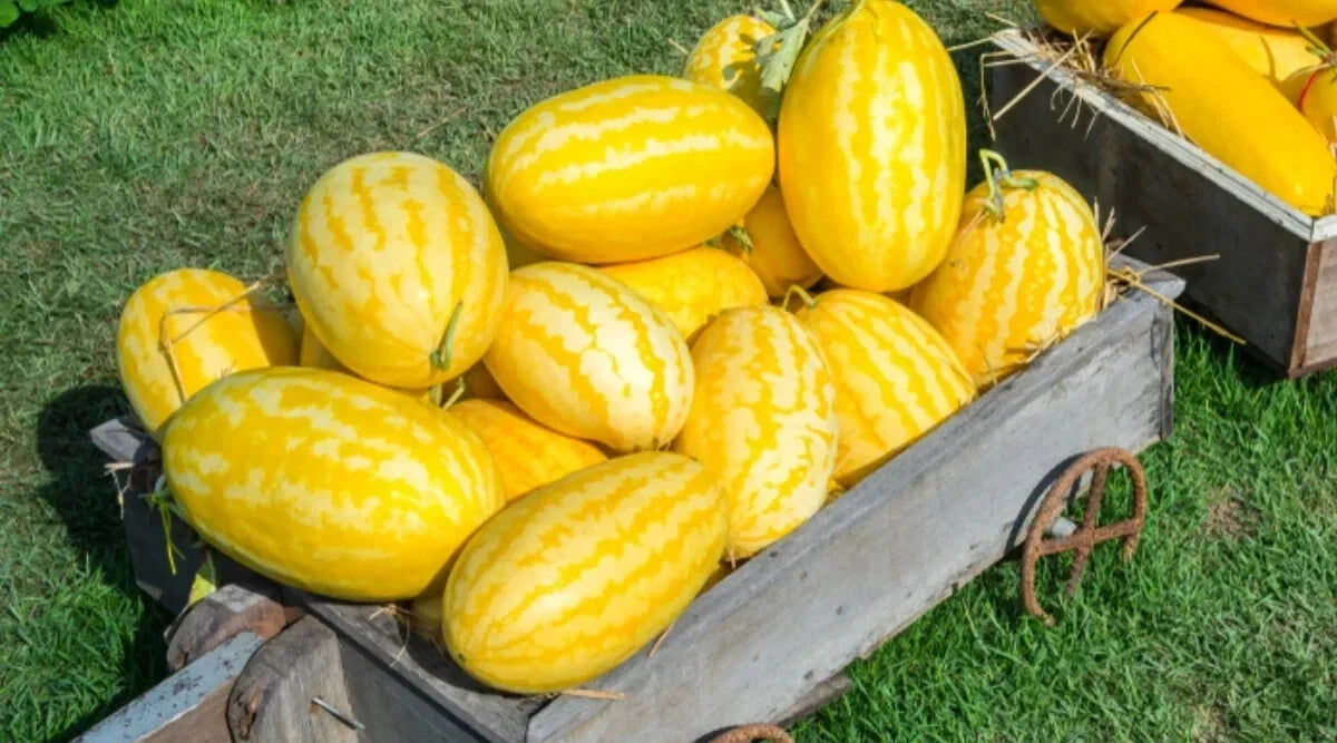 Gold In Gold Hybrid Watermelon Seeds - 50+ Pack - Citrullus lanatus - Non-GMO - USA Grown, Free Shipping