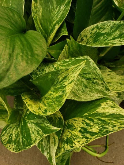 Marble Queen Pothos Vine Starter Plant - Easy Care Devil's Snake Ivy - Epipremnum aureum 'Marble Queen' - Low Light Houseplant